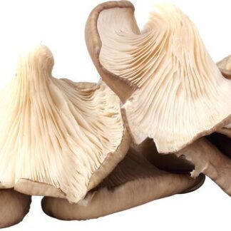 Oesterzwam, per 250 gram