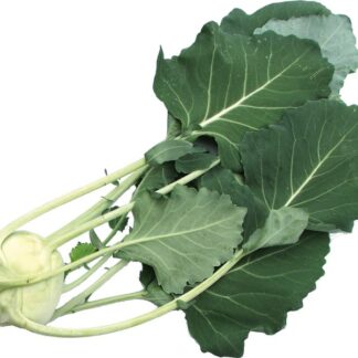 Koolrabi, per stuk. Nederland