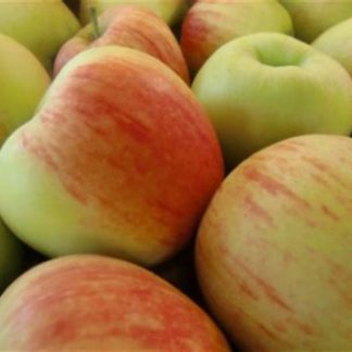 Appel  Delbar, per kilo. Nederland