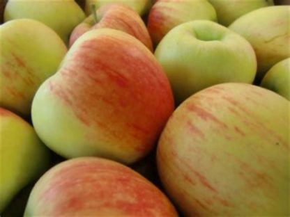 Appel  Delbar, per kilo. Nederland
