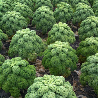 Boerenkool, 500 gram. Uit eigen tuin