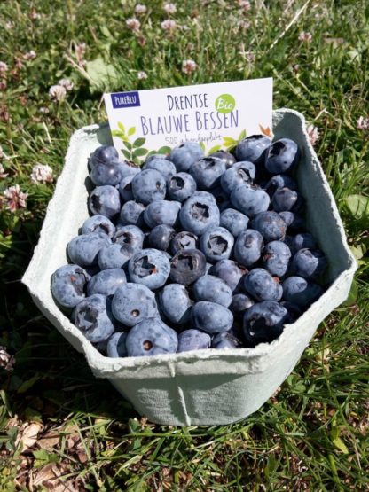 Blauwe bes, 500 gram. Noorderbos