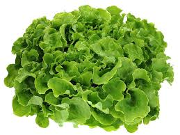 Eikenbladsla groen, per stuk. EcoVeg