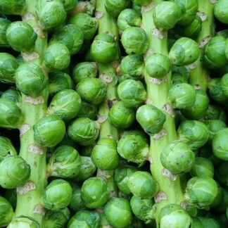 Spruitjes op stronk, Zuyderzee Groente