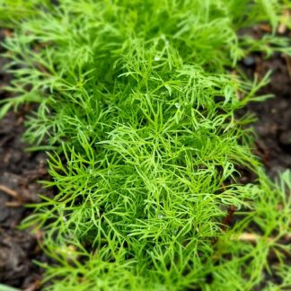 Dille per bos, eigen tuin