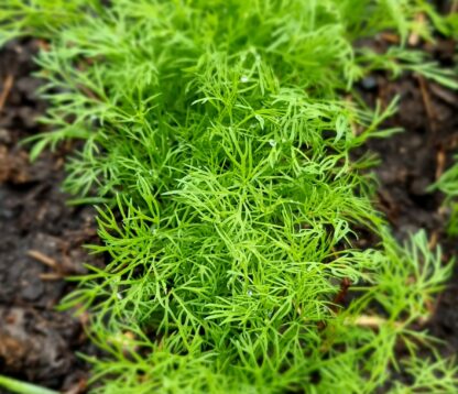 Dille per bos, eigen tuin
