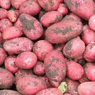 Alouette nieuwe oogst. Per kilo. Eko boerderok De Eerste
