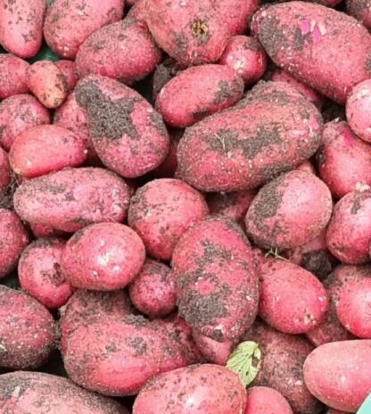 Alouette nieuwe oogst. Per kilo. Eko boerderok De Eerste