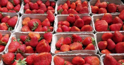 Aardbei 500 gram. Eigen tuin