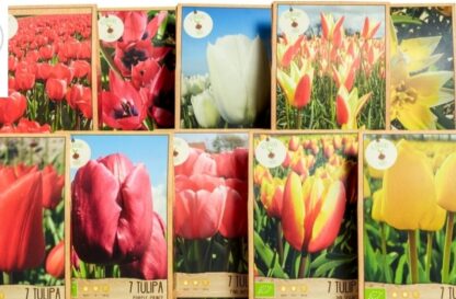 Tulpenbollen, per zakje