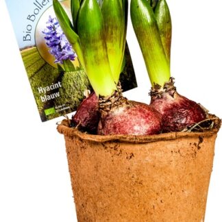 Blauwe hyacint, per pot