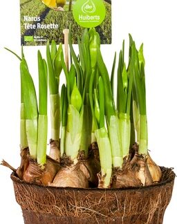 Narcis Tete Rosette, per pot