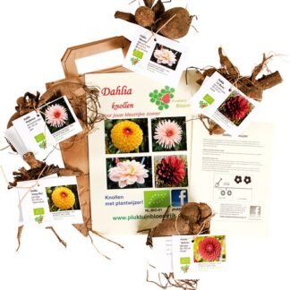 Dahlia knollen kleurenmix