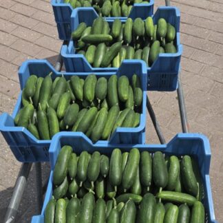 Snack / mini komkommer, per stuk. Eigen tuin