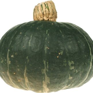 Pompoen groen, per kilo. Nederland