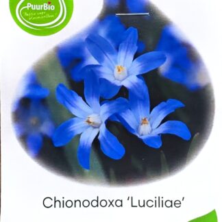 Chionodoxa luciliae, 10 stuks. Puur bio