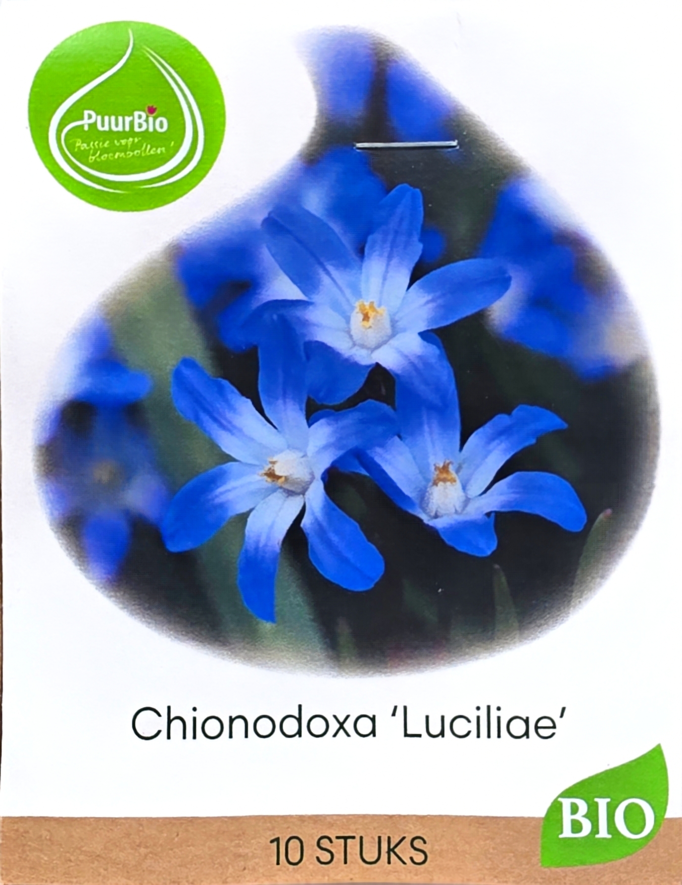 Chionodoxa luciliae, 10 stuks. Puur bio