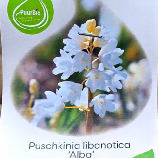 Puschkinia libanotica, 10 stuks. Puur bio
