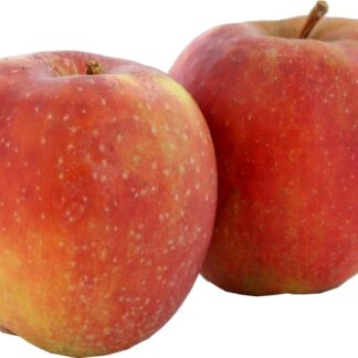 Appel Goudrenet, per kilo. Nederland